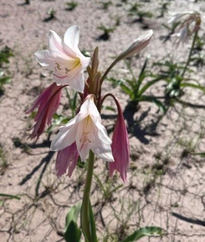 Crinum paludosum inflorescence